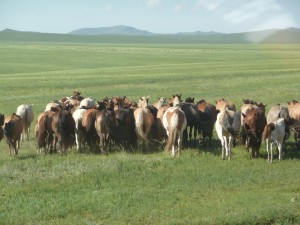Paarden